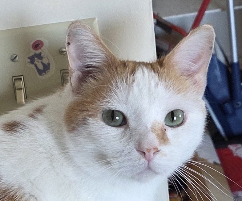 Garbonzo tweet media