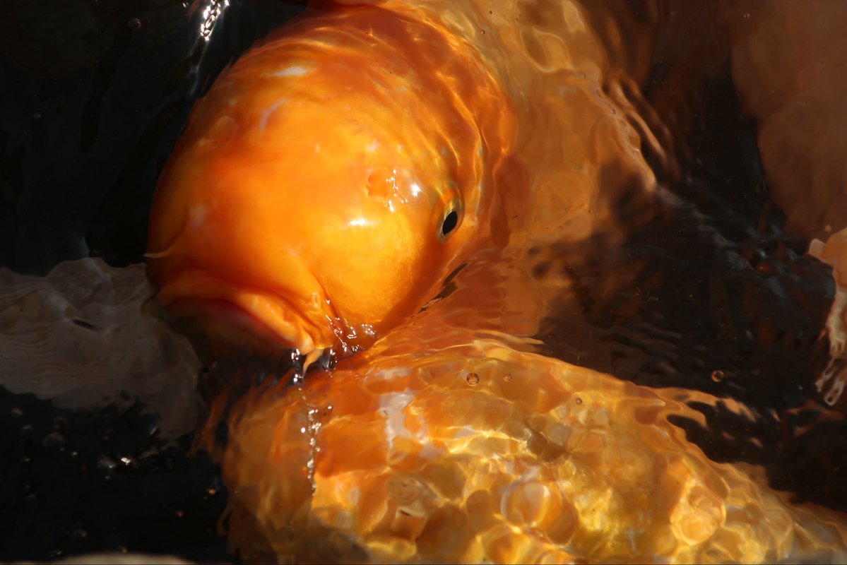 繝槭Φ繧ｿ*荳?譫‼️ tweet media