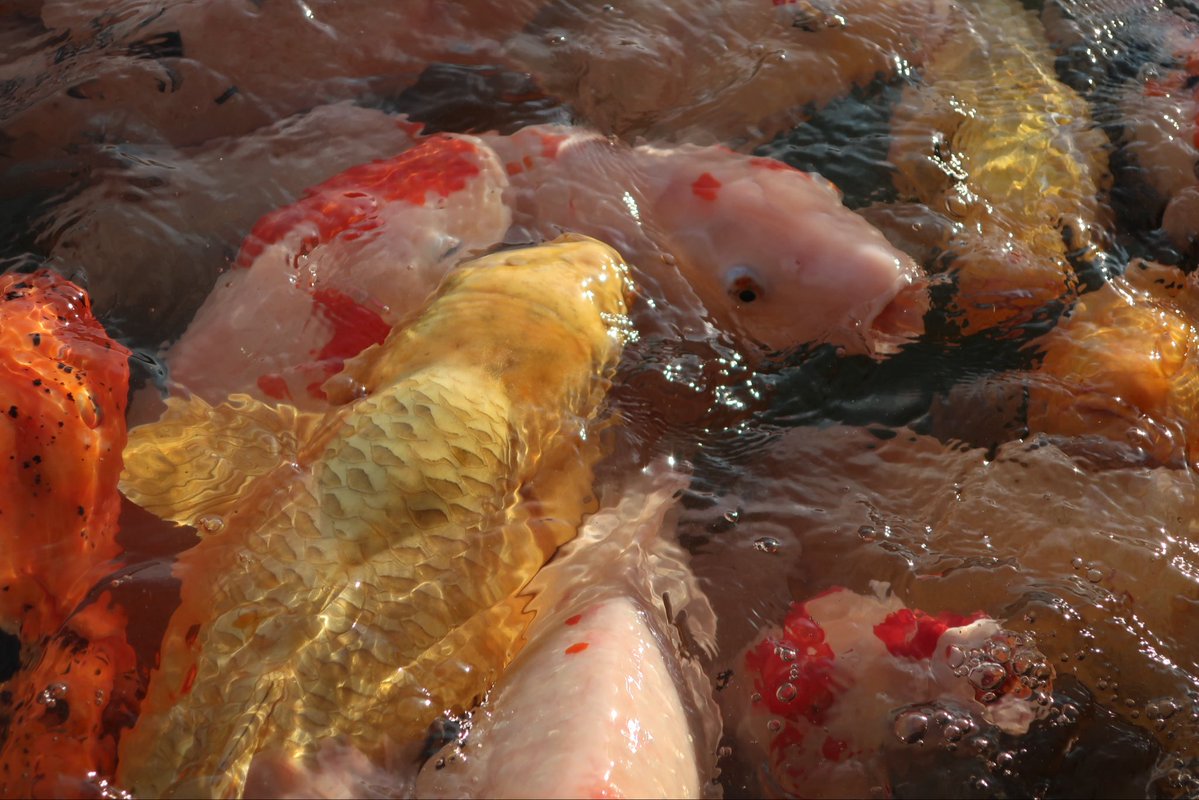 繝槭Φ繧ｿ*荳?譫‼️ tweet media