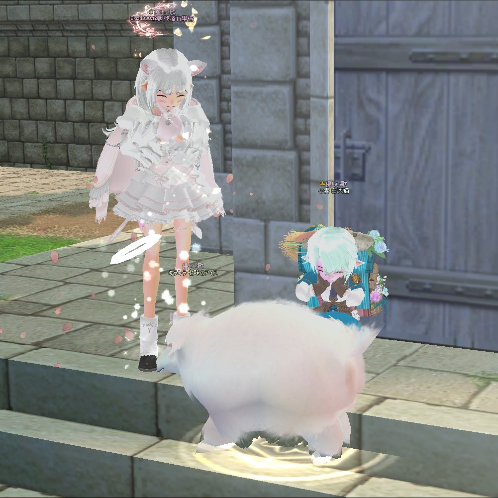 白灰猫 tweet media