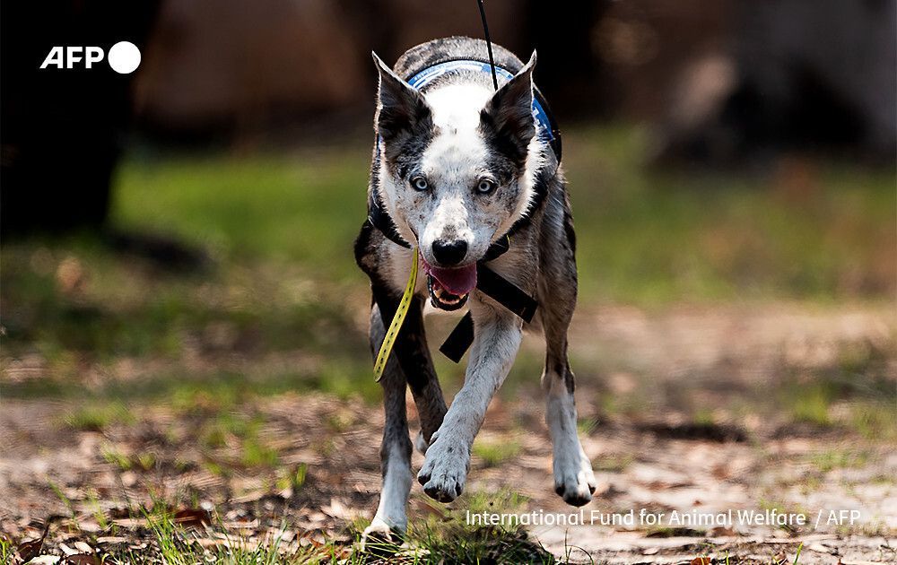 AFP News Agency tweet media