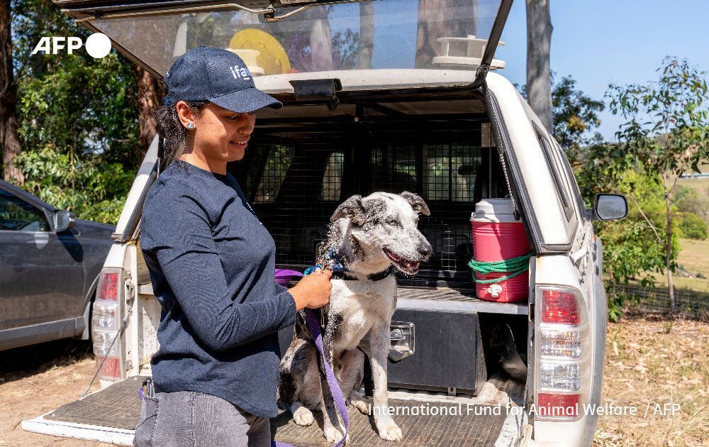 AFP News Agency tweet media