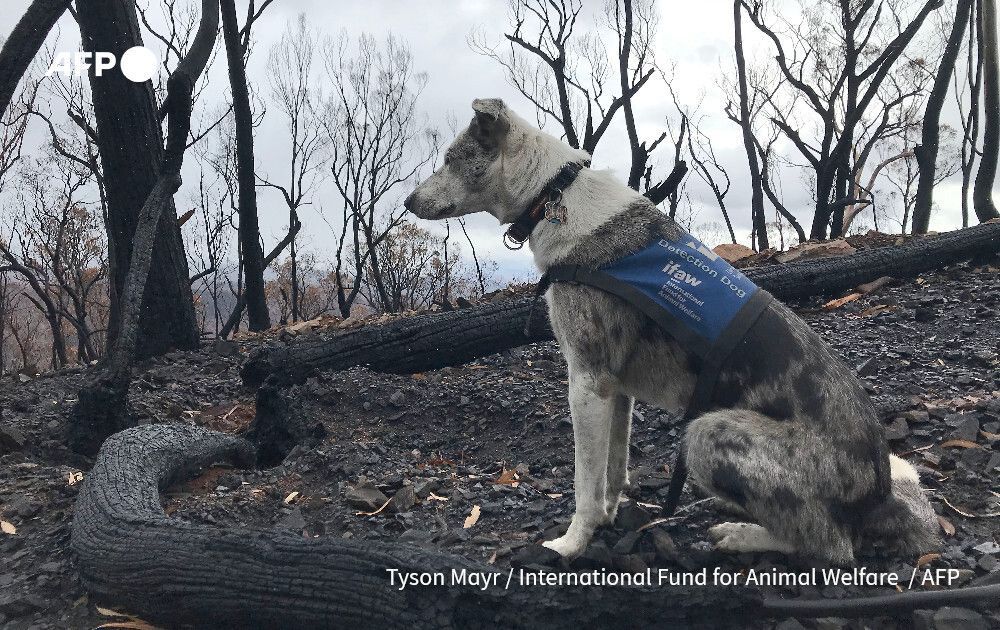 AFP News Agency tweet media