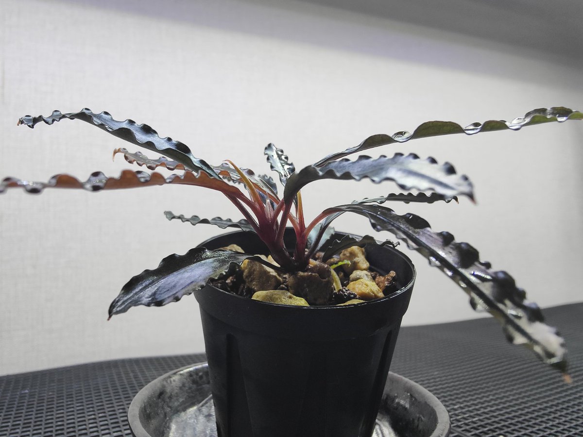 その他観葉植物 Bucephalandra sp.\"Red waltz\" Bucephalandra sp. 