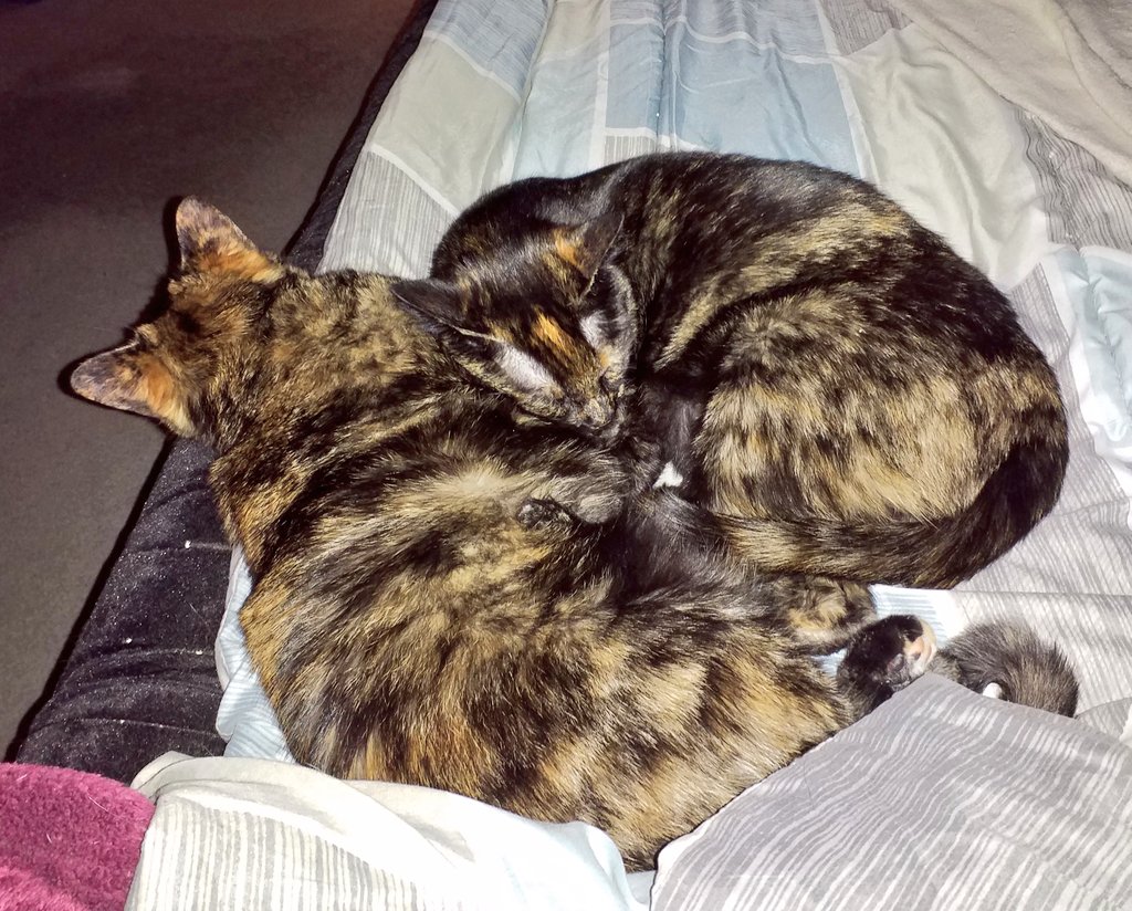 Ray Radlein tweet media