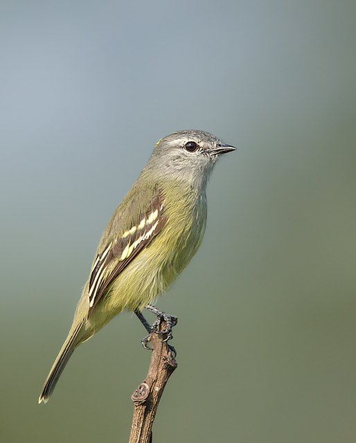 Aves do Brasil tweet media