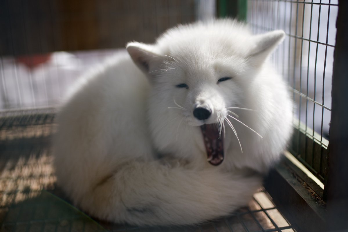 狐仙人乃弟子 トコノ オルタ tweet media