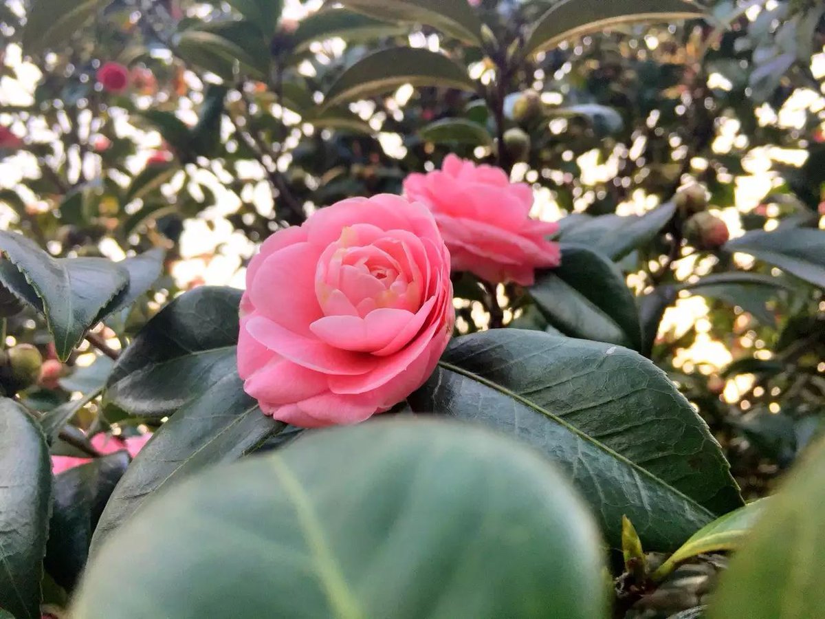 samuel nnorom tweet media