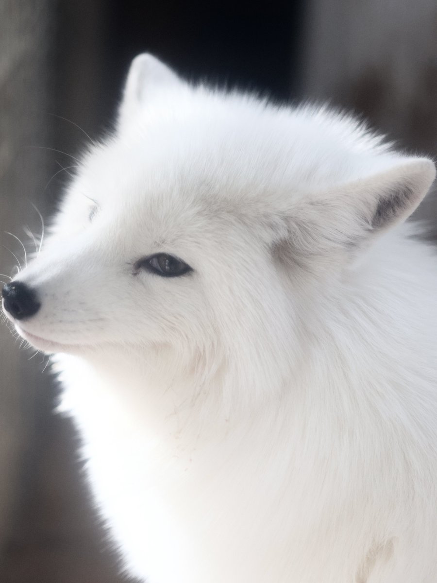 狐仙人乃弟子 トコノ オルタ tweet media