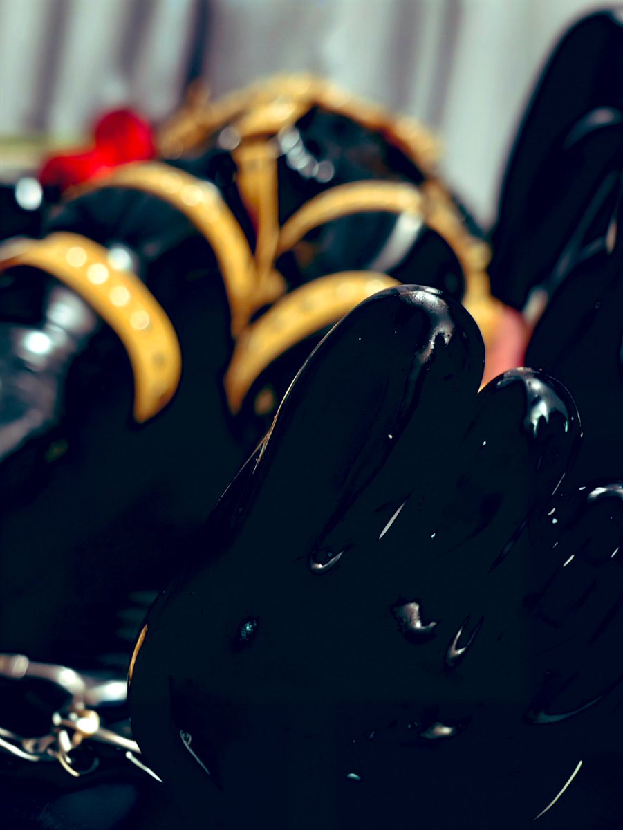 Gin Solar 🐶 🔜 tweet media