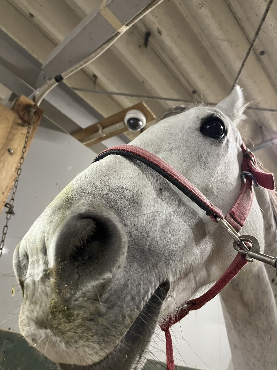 東京シティ競馬 (TCK) tweet media