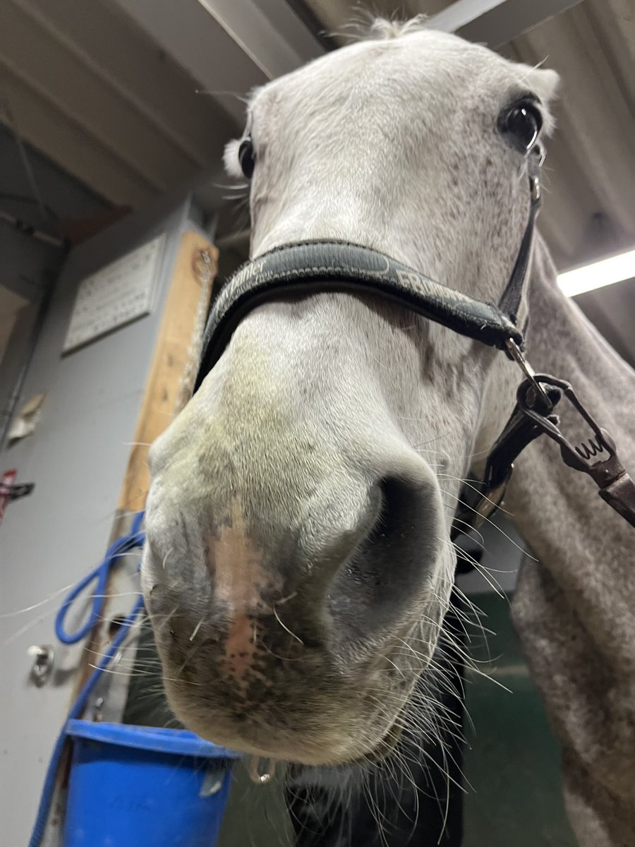 東京シティ競馬 (TCK) tweet media