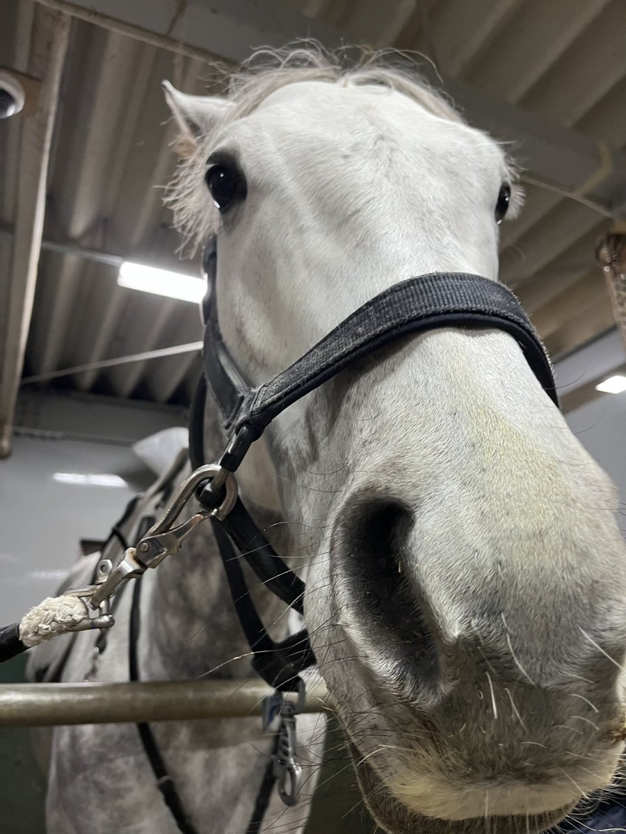 東京シティ競馬 (TCK) tweet media