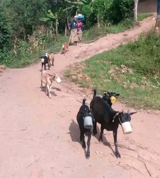 kasesco☆ tweet media