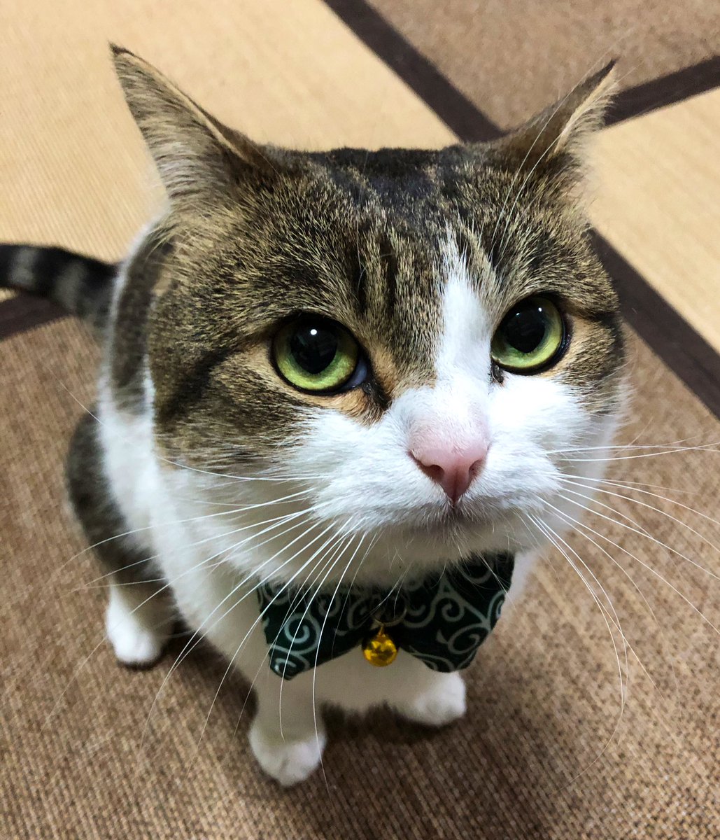 ニコちゃんとこたろう先生とトロとわさび姐さん tweet media