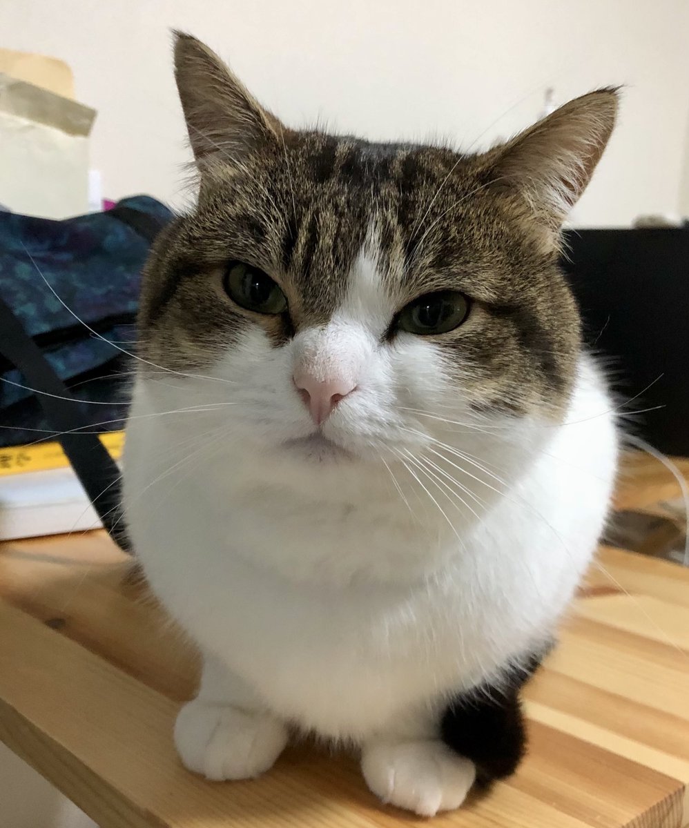 ニコちゃんとこたろう先生とトロとわさび姐さん tweet media