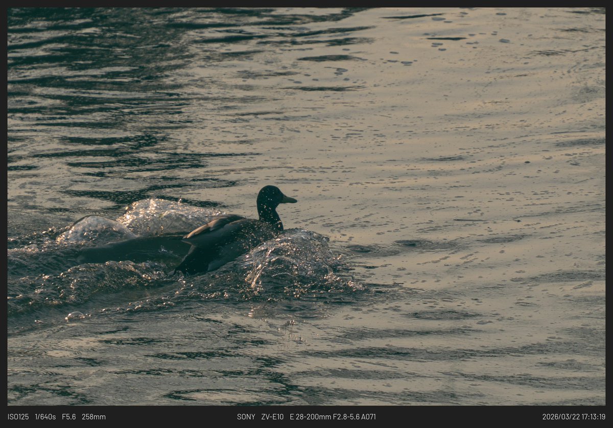 아냥 ANyang tweet media