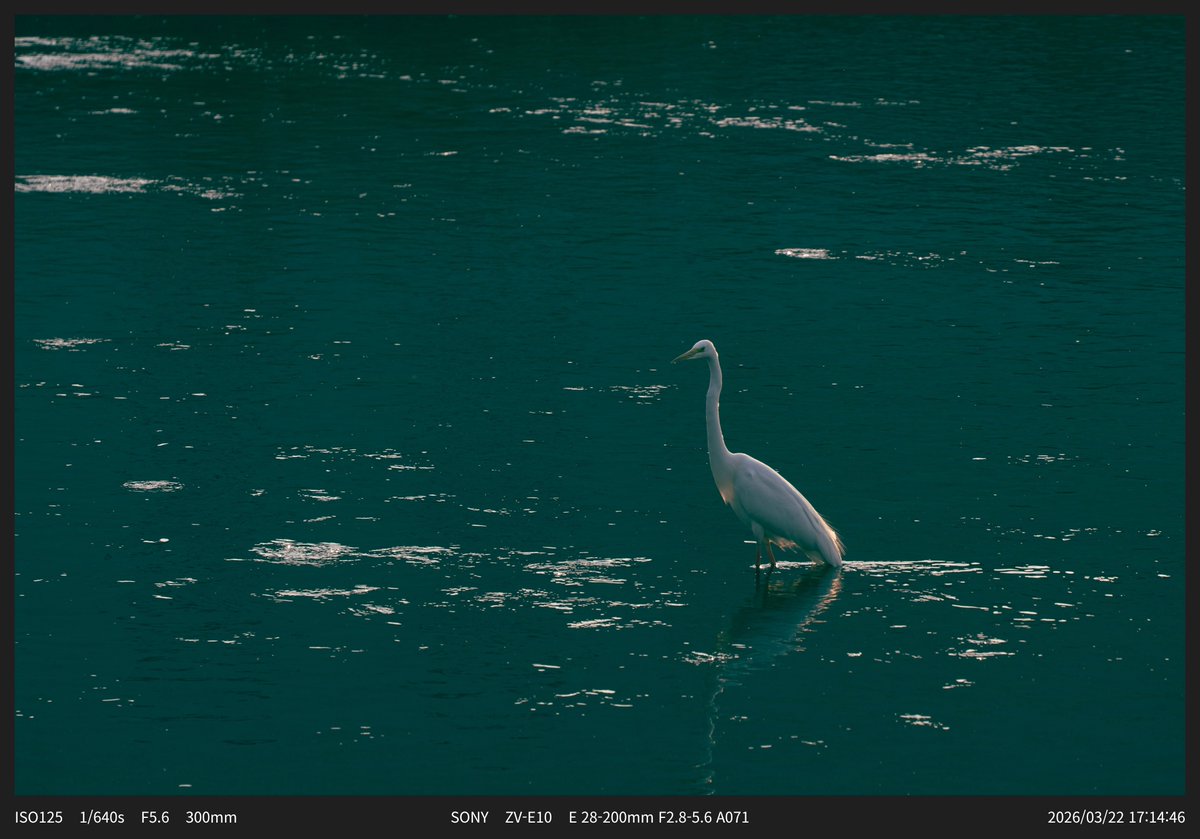 아냥 ANyang tweet media