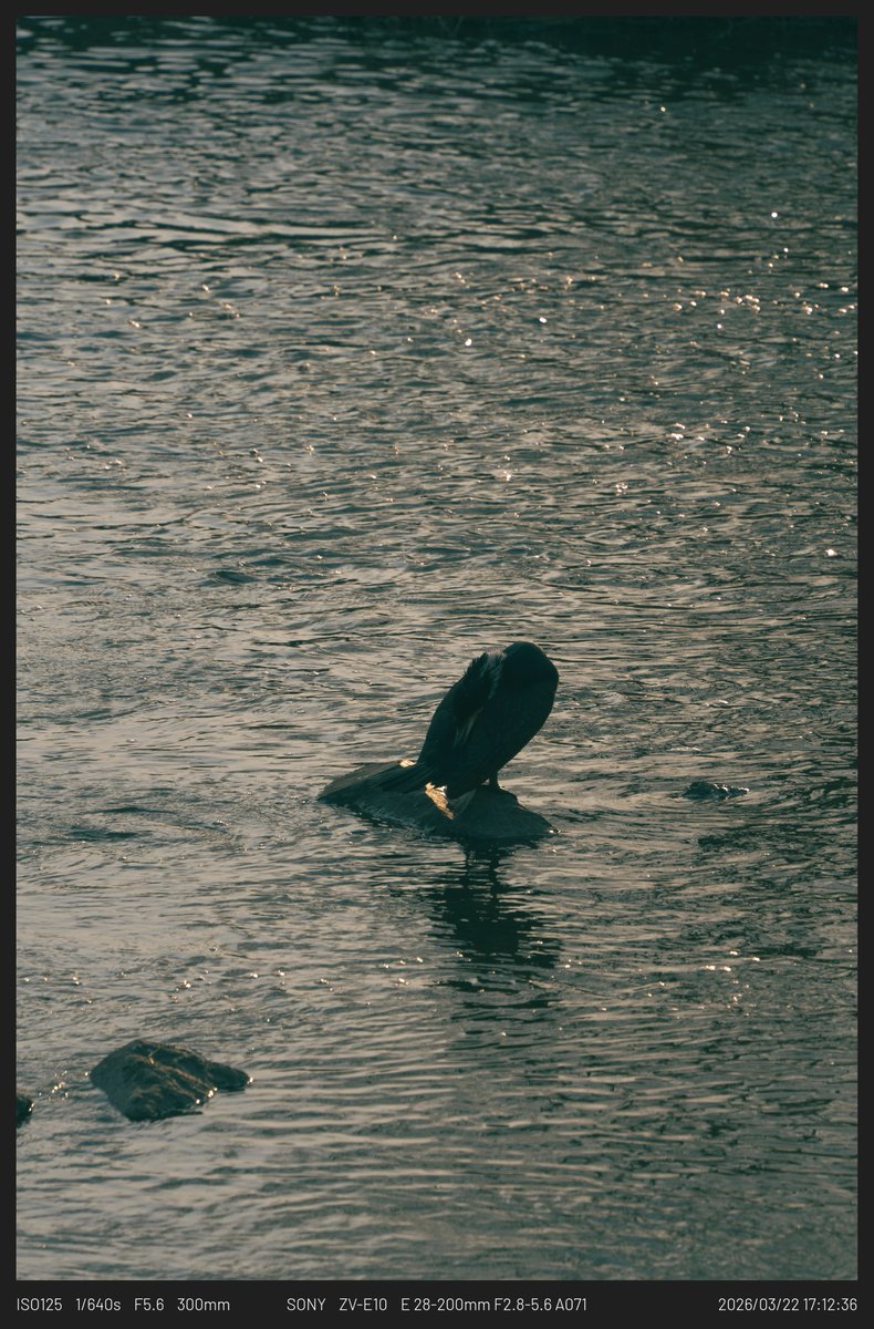 아냥 ANyang tweet media