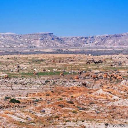 الرحال محمد الميموني tweet media