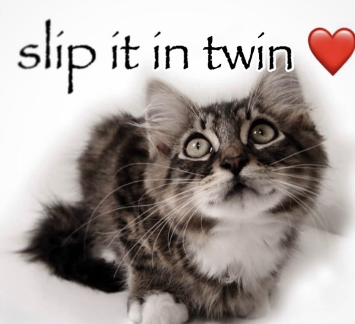 LiterallyMeCats tweet media