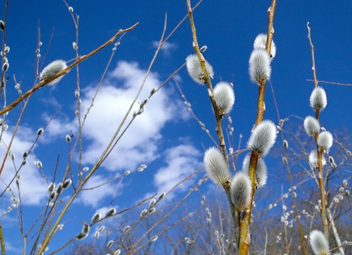 Эвелина Лапина tweet media