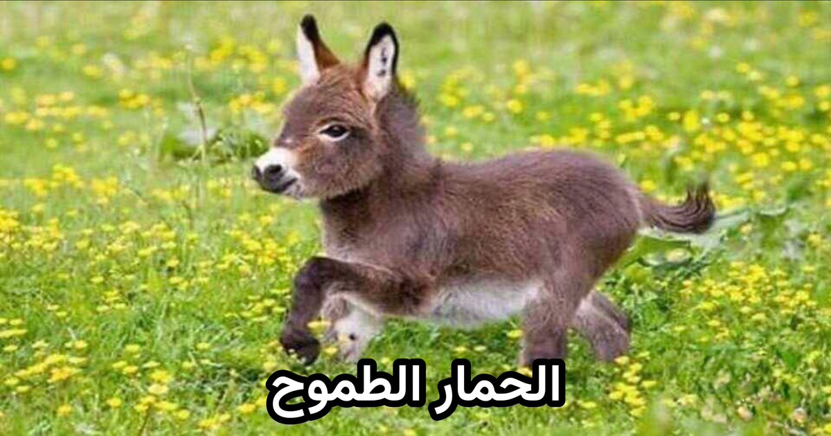 مشاري البلوشي | 🇰🇼 tweet media