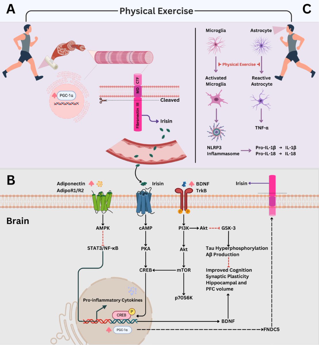ChicharroJL's tweet photo. CONVERGENCIA NEUROBIOLÓGICA ENTRE DEPRESION Y DEMENCIA: EL PAPEL MODULADOR DEL EJERCICIO Depresión y demencia comparten mecanismos como disfunción del eje HPA, neuroinflamación y atrofia hipocampal. El ejercicio físico emerge como intervención clave al modular estos procesos, promoviendo neuroplasticidad, reduciendo inflamación y mejorando la función cognitiva y la resiliencia cerebral. (lee el artículo completo en BLOG JL Chicharro en https://t.co/ghlyA0rsYU) https://t.co/1dOYUP8bG3