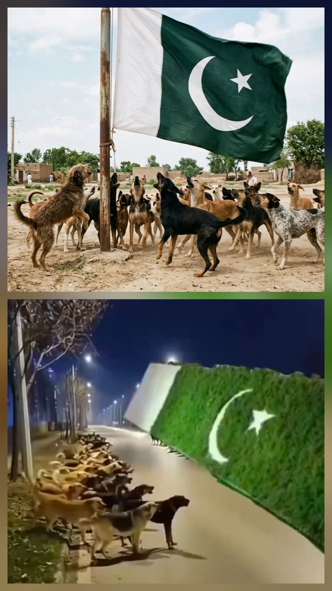 Resham Saleem🇵🇰🐅 tweet media