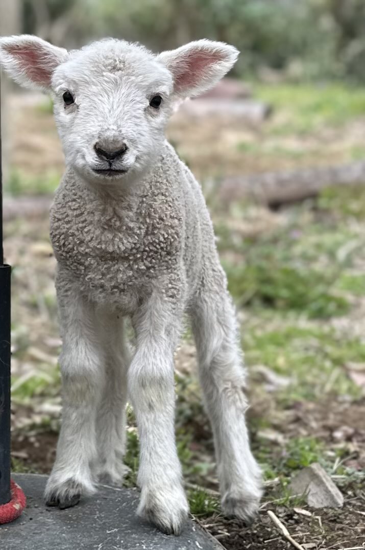 kana-na@かなな工房 tweet media