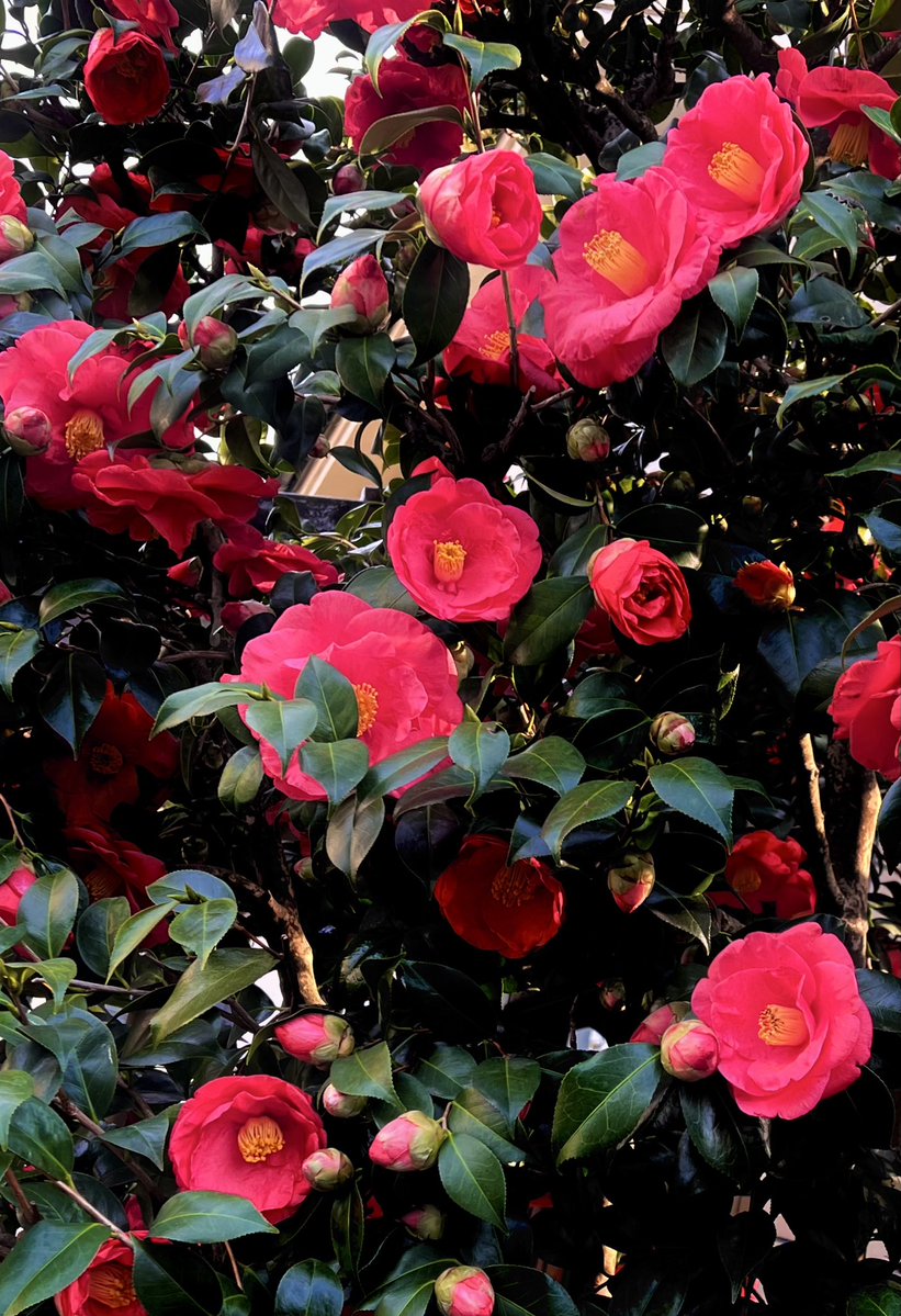 巖谷國士 tweet media