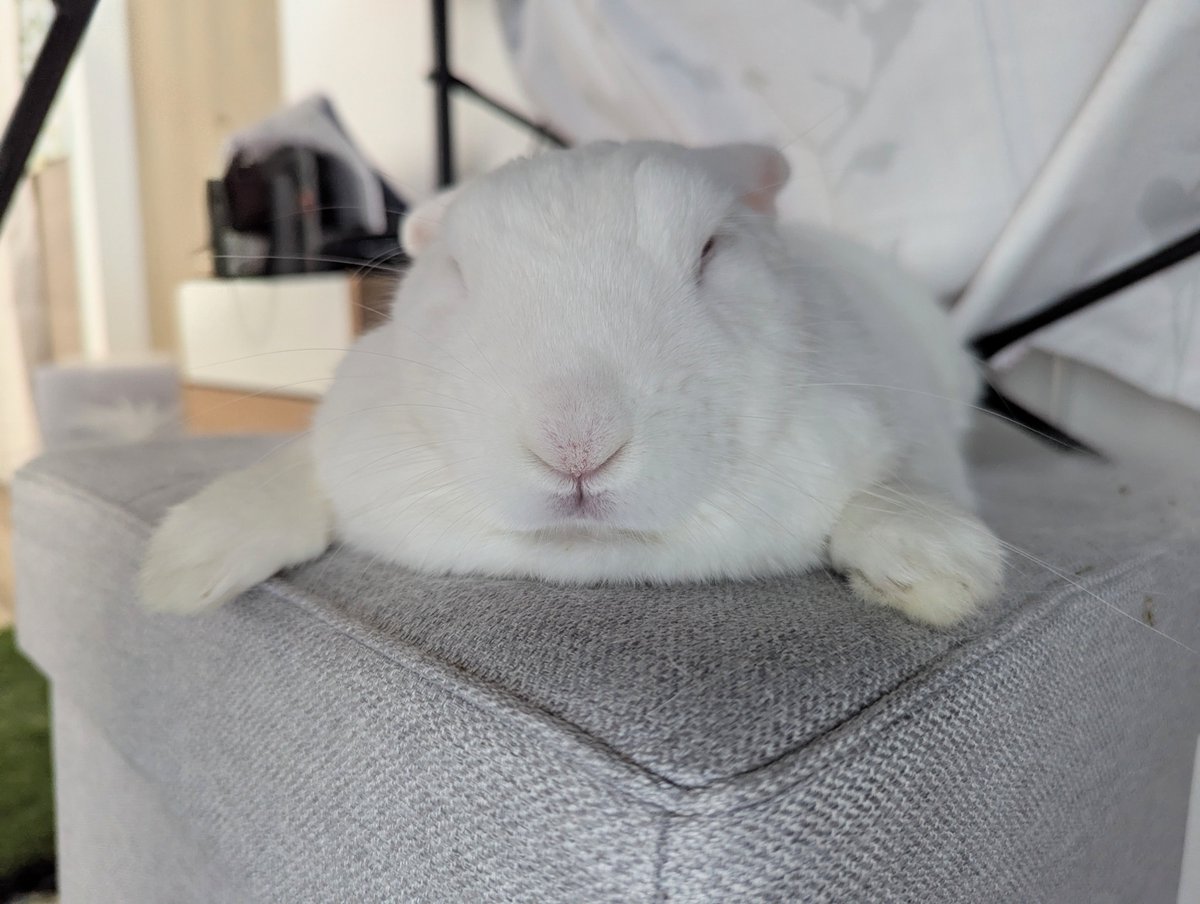 キョーちゃん 主: はせこ tweet media