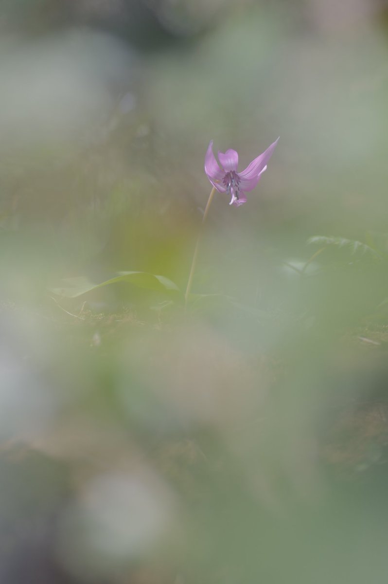 春よ、来い

#かたくり
#はなまっぷ
#城山かたくりの里
#写真
#写真で奏でる私の世界
#写真好きと繋がりたい 
#相模原
#はなまっぷ