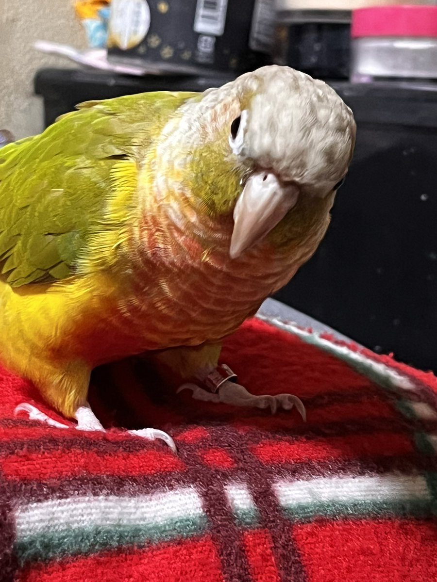 シロちゃん(飼い主はしぃちゃんです) tweet media