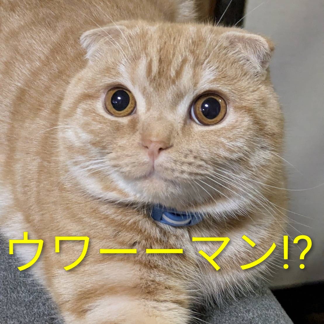 鳥飼誠　豊穣編 tweet media