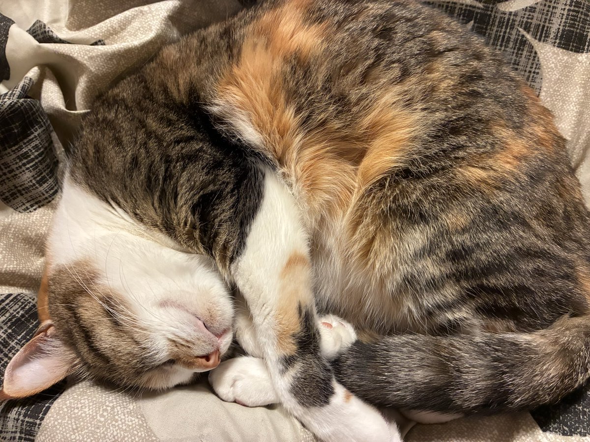 たまみ5/10安政遠足侍マラソン🏃‍♀️ tweet media