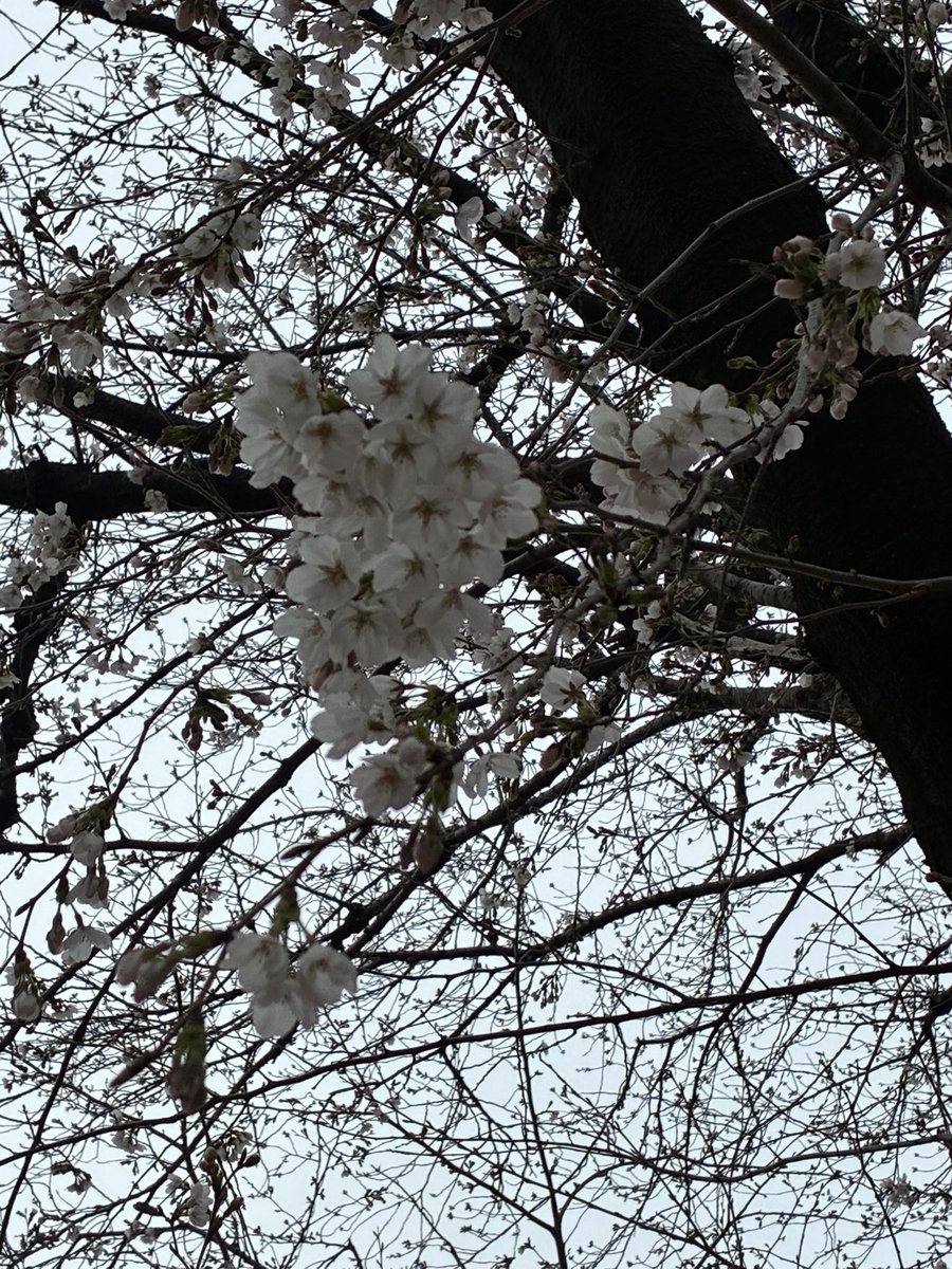 たまみ5/10安政遠足侍マラソン🏃‍♀️ tweet media