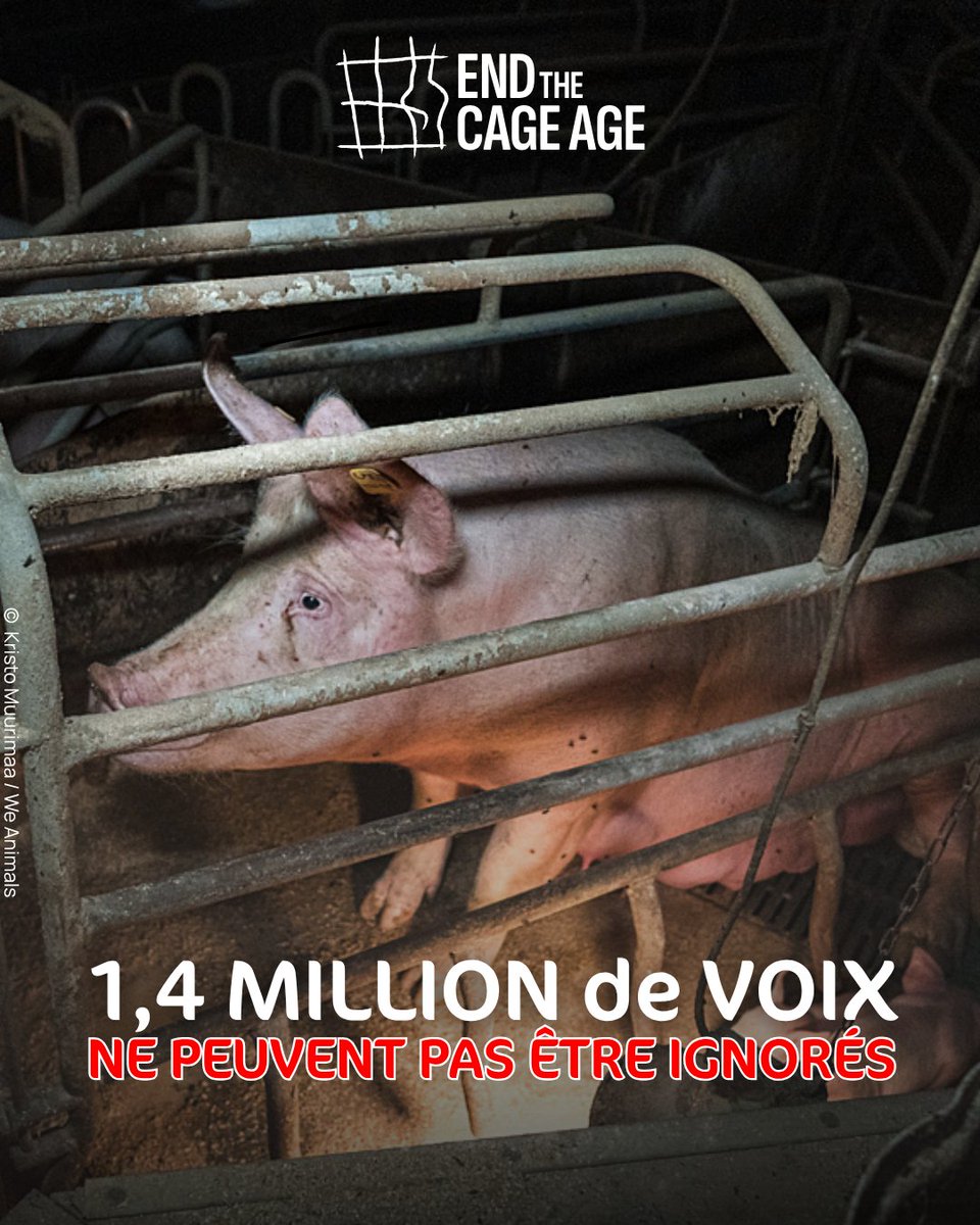 OABA_Off's tweet photo. #WorldCageFreeDay 🔴
@EU_Commission doit enfin mettre en œuvre les réformes promises depuis longtemps en matière de bien-être animal.
Notre message est clair : les cages doivent appartenir au passé. ❌
#stopcages #endthecageage https://t.co/7OF5PFIT40