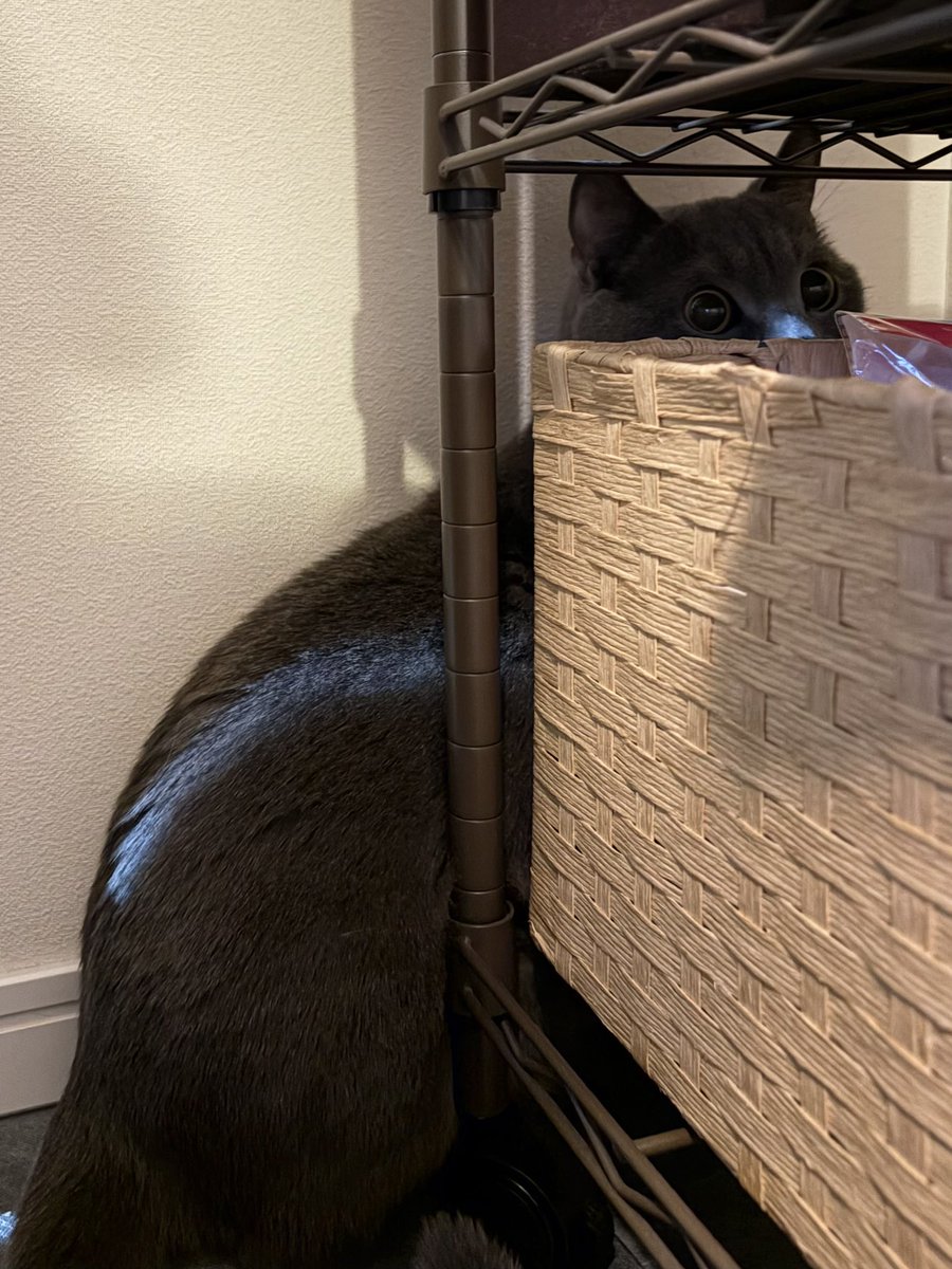 ブリオくんは猫なのさ tweet media