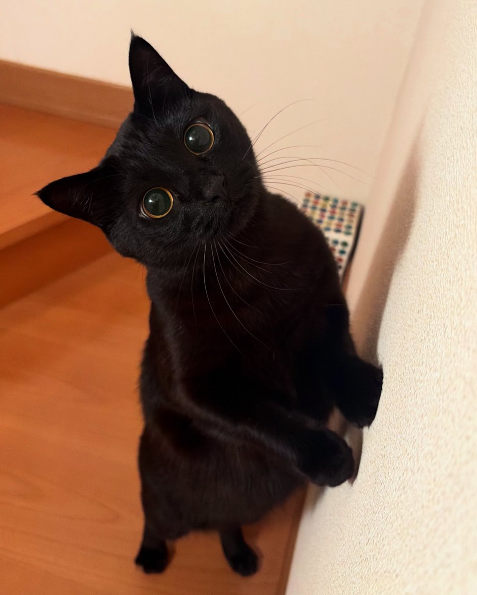 うに3才 tweet media