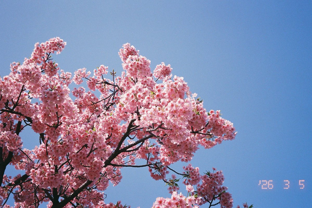 しんべえ tweet media