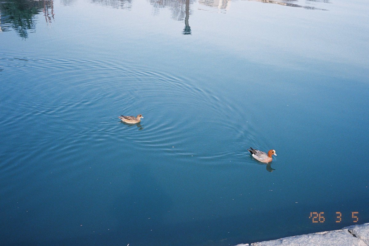 しんべえ tweet media