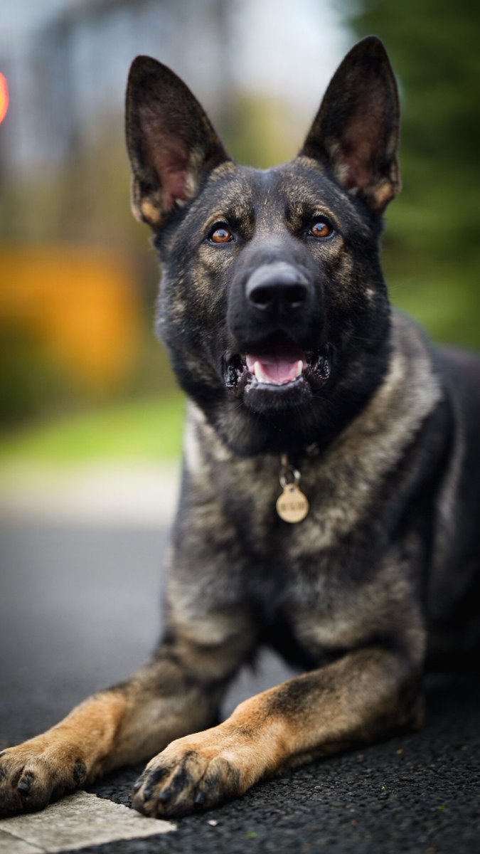 MerPolDogs's tweet image. This week PD Ike assisted patrols following a violent confrontational burglary. Ike arrived on scene picking up the offenders track before leading his handler to a number of discarded items that had been stolen during the burglary. Great work Ike 👏 #CSI
