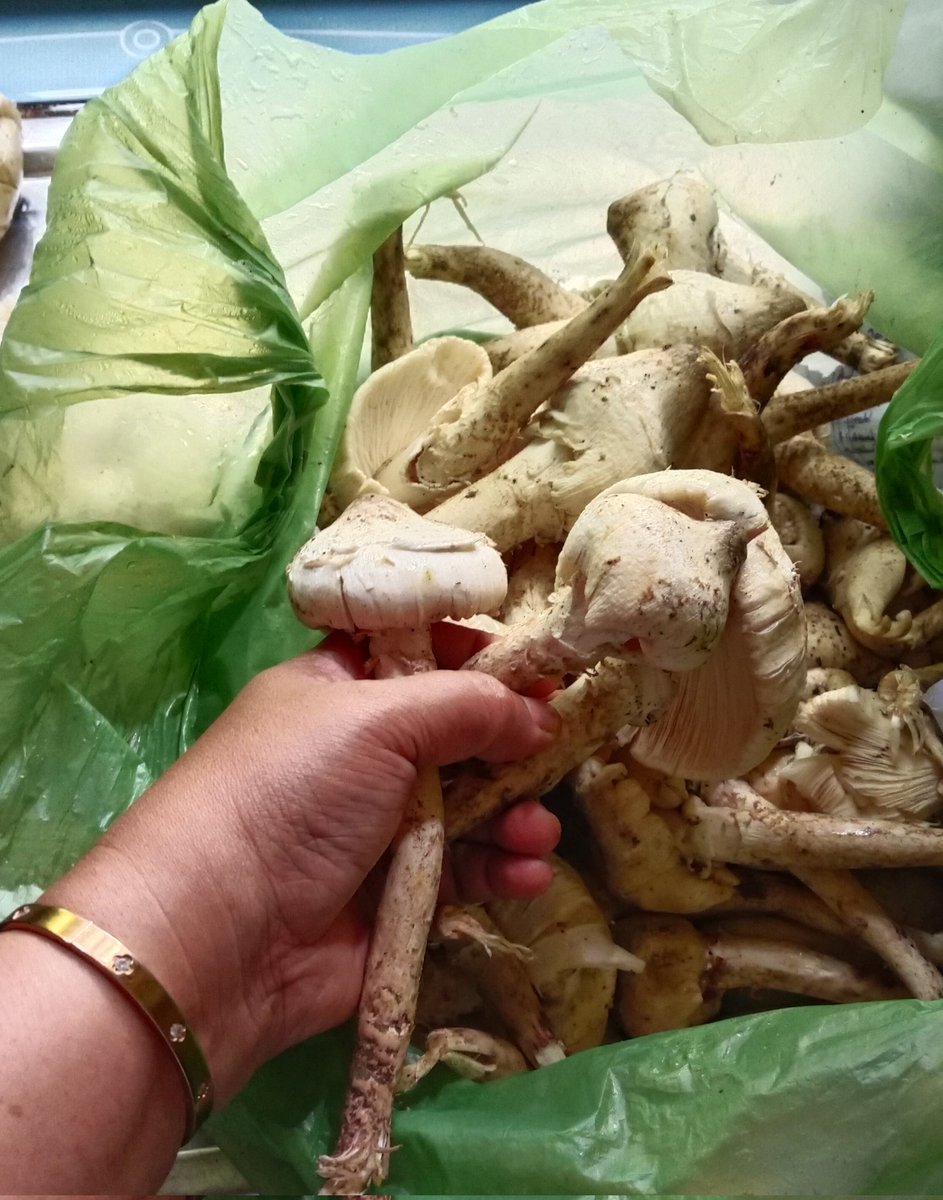 elon_lappet tweet media