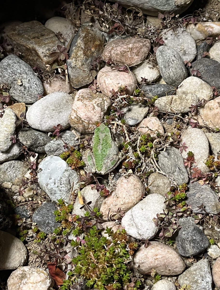 fumiko🌈🍪🐈‍⬛🐈 tweet media