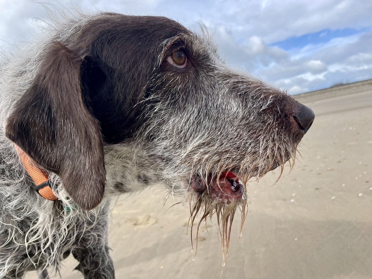 Boo #SaltySeaDog tweet media