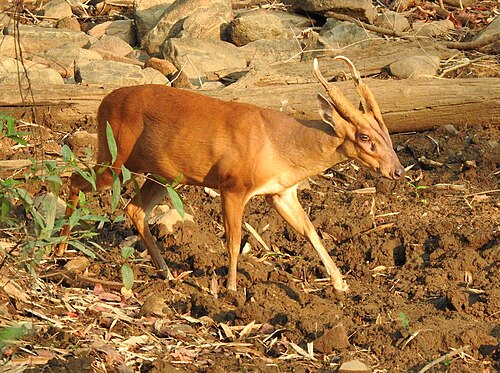 nymph_bat's tweet photo. @Lex_cat11 if we're talking mammals, giant indian squirrel, babriusa, muntjac. also every microbat ever (minus vampire bats) https://t.co/HtaEGgRJUz