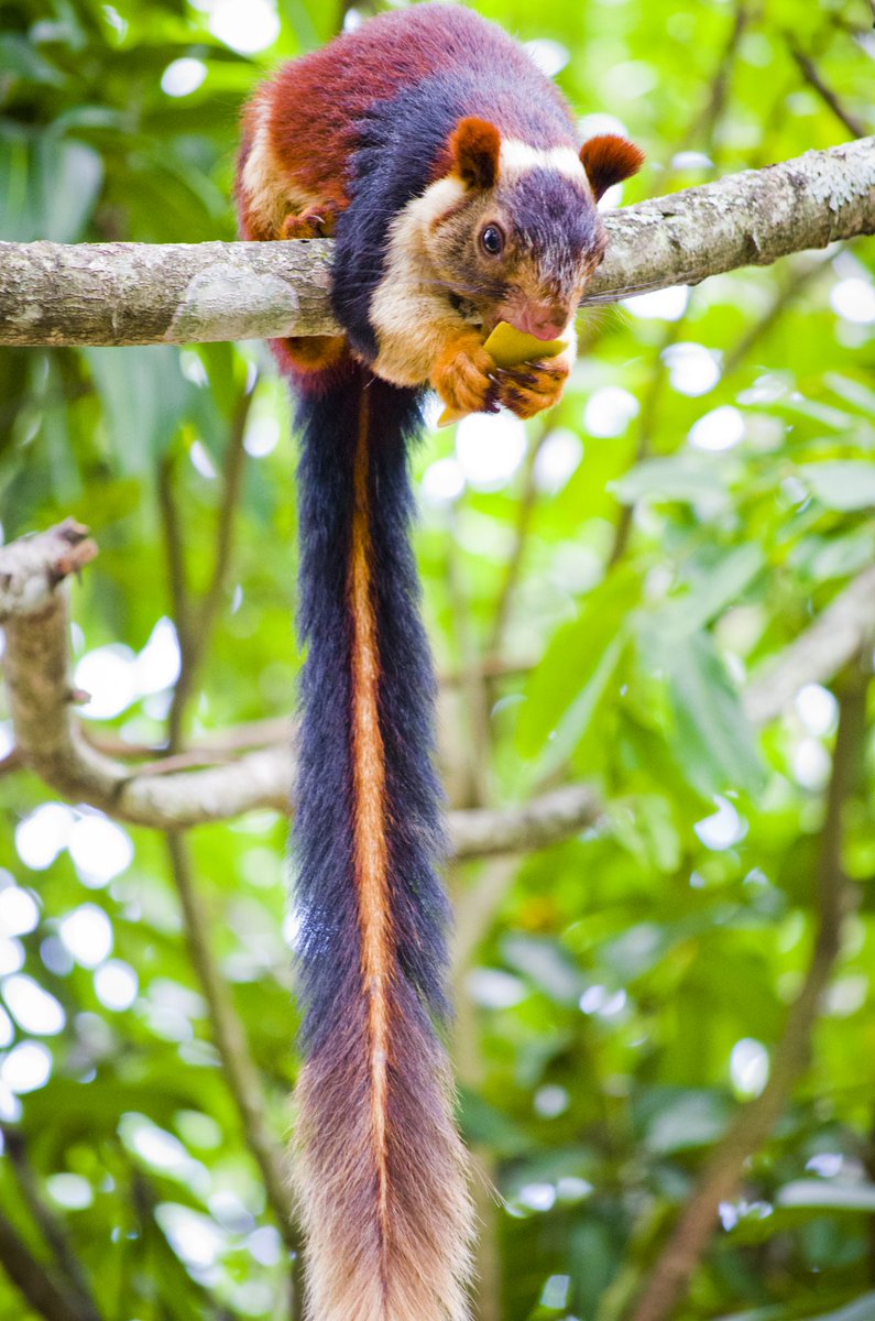 nymph_bat's tweet photo. @Lex_cat11 if we're talking mammals, giant indian squirrel, babriusa, muntjac. also every microbat ever (minus vampire bats) https://t.co/HtaEGgRJUz