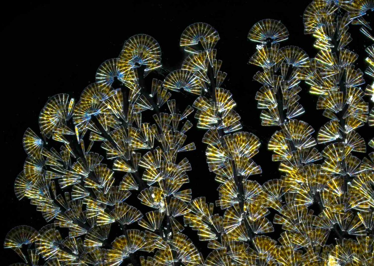 ねこのしっぽラボ tweet media