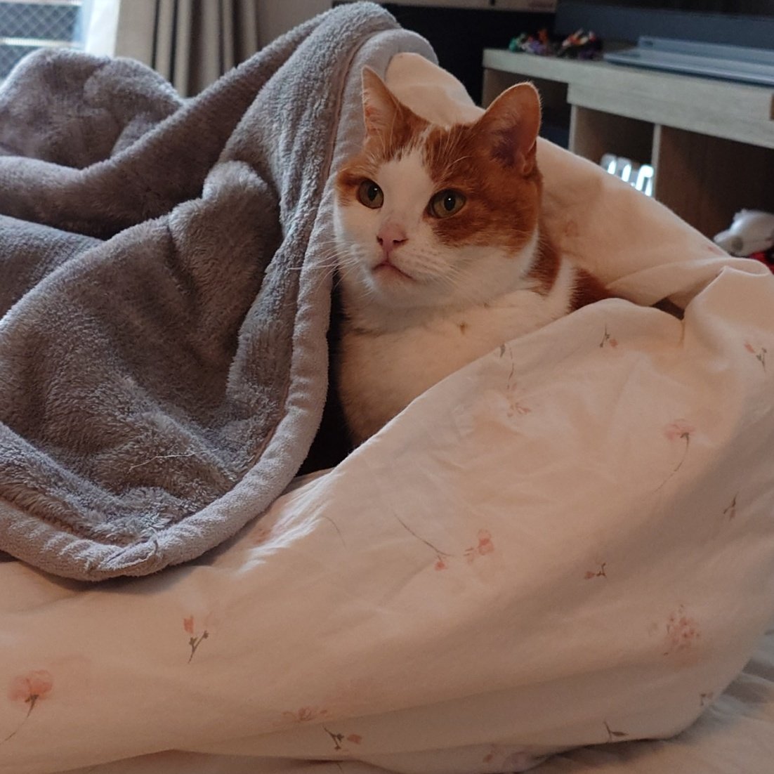 最近ニトリさんの毛布もお気に入りみたいです☺️